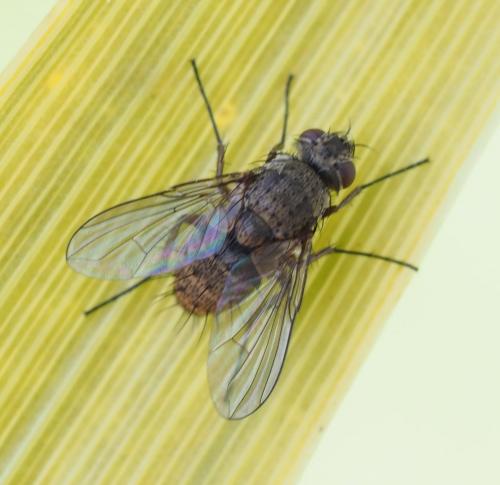 Réf. 252 216 : Siphona geniculata